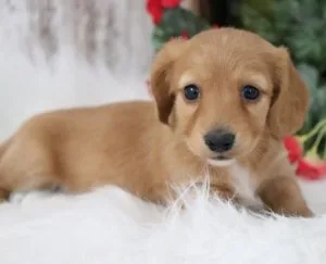 Dachshund Puppies for sale