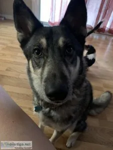 Giberian Shepsky