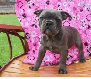 Lovely French Bulldog Puppies for Re-homing