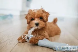 Amazing Maltipoo Puppies For a Loving HOME