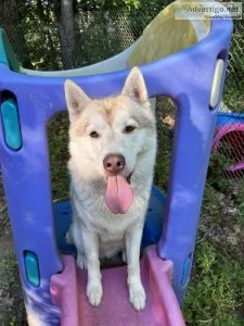 Siberian Husky