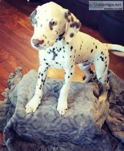 Dalmatian puppies