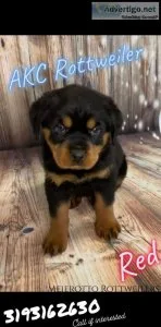 AKC Rottweiler Puppies