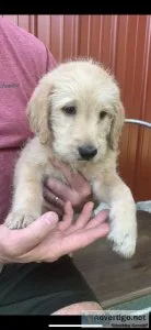 Labradoodle Puppies  350- 8 wks