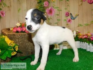 Farm Mix Puppies. Great with KIDS.