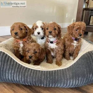 Sweet and Playful Cavapoo for Adoption
