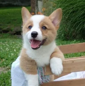 MaleFemale Pembroke Welsh Corgi Puppies