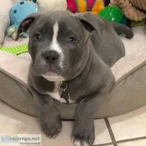 American Pitbull Terrier Puppies For Re-Homing