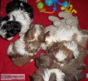 Colors Colors Shih Tzu Puppies