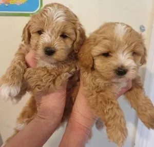 Lovely Maltipoo Puppies ready to go