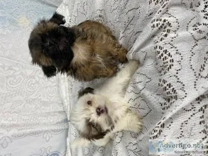 Shih tzu