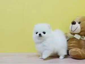 Sweet and pomeranian for rehoming. Text via (719)982-8517