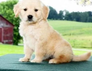Golden Retriever Puppies For Adoption