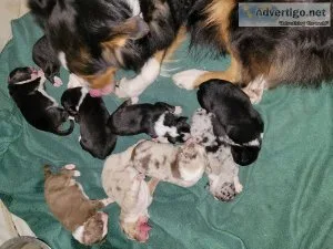 Australian shepherd