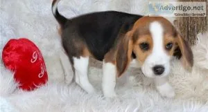 female and one male purebred Beagle puppies for sale.