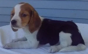 CKC registable Beagle males