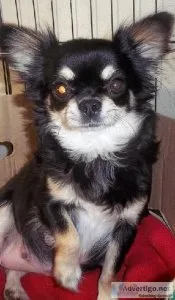 Long Coat AKC Female Chihuahuas