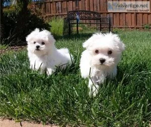Healthy Purebred Maltese Puppies