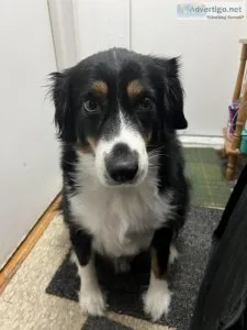 Miniature American Shepard