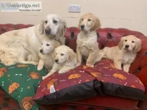 Super Cute and Healthy Golden Retriever Pups