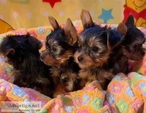 Awesome Healthy Yorkie Puppies available