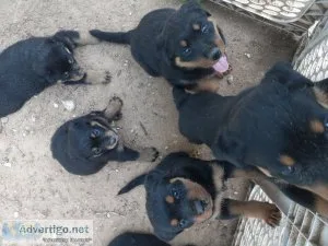 Rottweiler pups