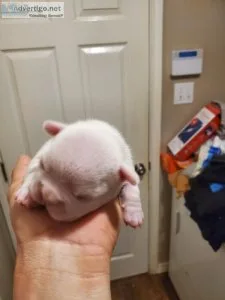 AKC REGISTERED FRENCH BULLDOG PUPPIES