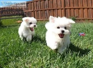 Purebred Gorgeous Maltese Puppies