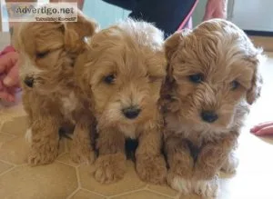 Adorable Male and Female Mini Maltipoo Puppies