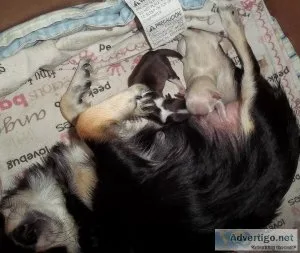 Long Coat AKC Chihuahua Puppies Females