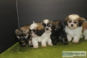 Lovely Healthy Shih Tzu Puppies