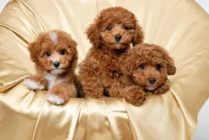 Lovely Mini Poodle Puppies