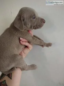 Weimaraners