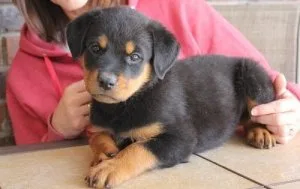 Adorable Rottweiler pups for searching for loving home.