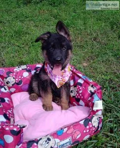 ADORALE GERMAN SHEPHERD PUPPIES FOR ADOPTION