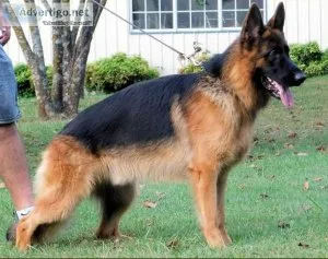 German Shepherd Puppies