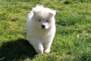 Vaccinated Samoyed puppies for sal.e