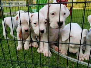 Dogo Argentino Puppies