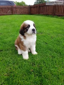 SAINT BERNARD PUPPIES