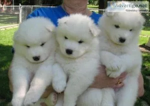 Samoyed Puppies