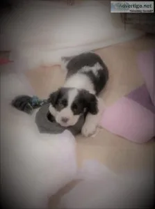 For sale English Springer Spaniel puppies 
