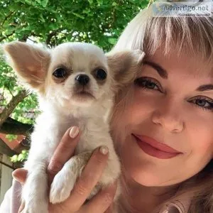 rehoming free chihuahua puppies