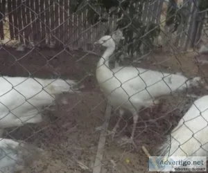 White Peacocks  Sulcata Tortoises  Nigerian Dwarf Moon Spot Goat