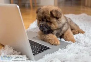 Chow chow puppies ready now