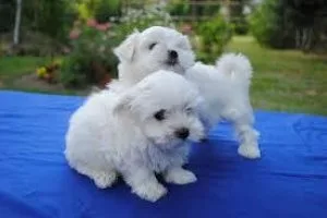 Wonderful Looking Maltese Puppies