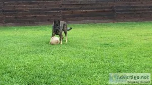 Adult Male German Shepherd. German working bloodlines.