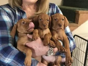 Akc Vizsla puppies available now