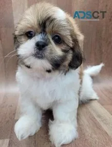 CKC registered shih tzu Pups
