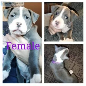 American Staffy Puppies