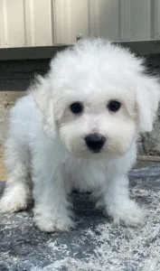 Bichon Frise Puppies available now